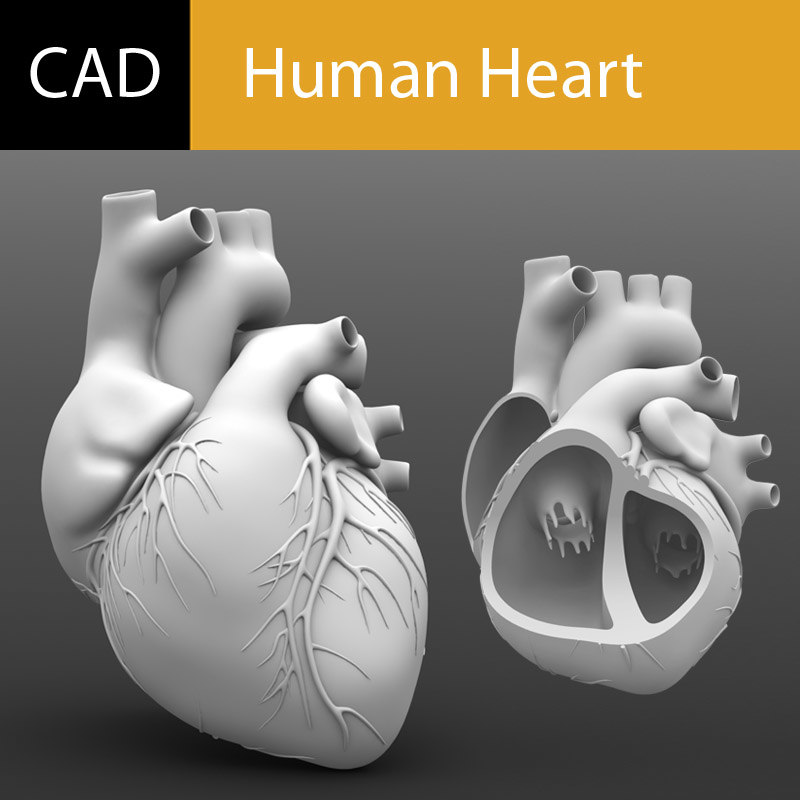 3d drawing of human heart